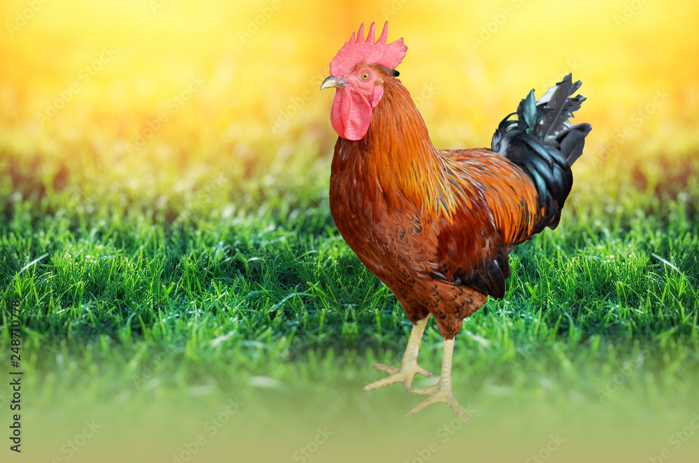 Indian Poultry Chicken called desi murga Stock Photo | Adobe Stock