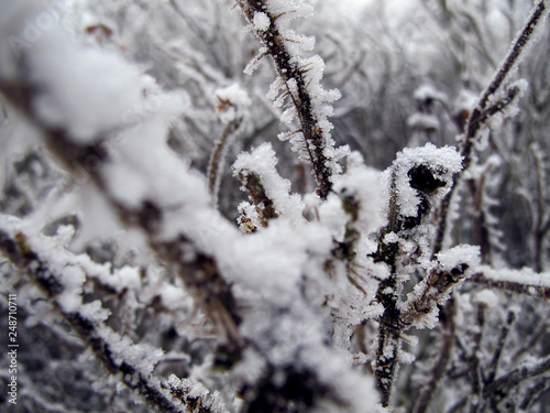 Heidekraut im Schnee © Florian Reckert