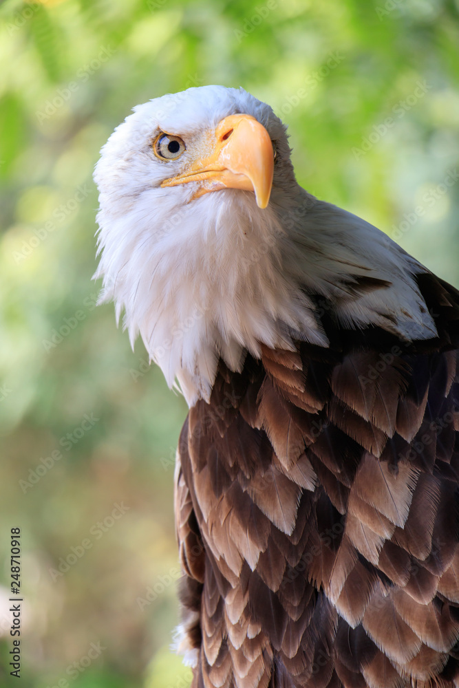 Fototapeta premium portrait of an american bald eagle