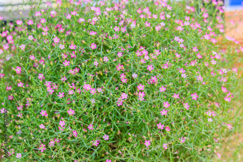 Beautiful gypsophila, babysbreath gypsophila (Gypsophila paniculata L.) blooming in the garden