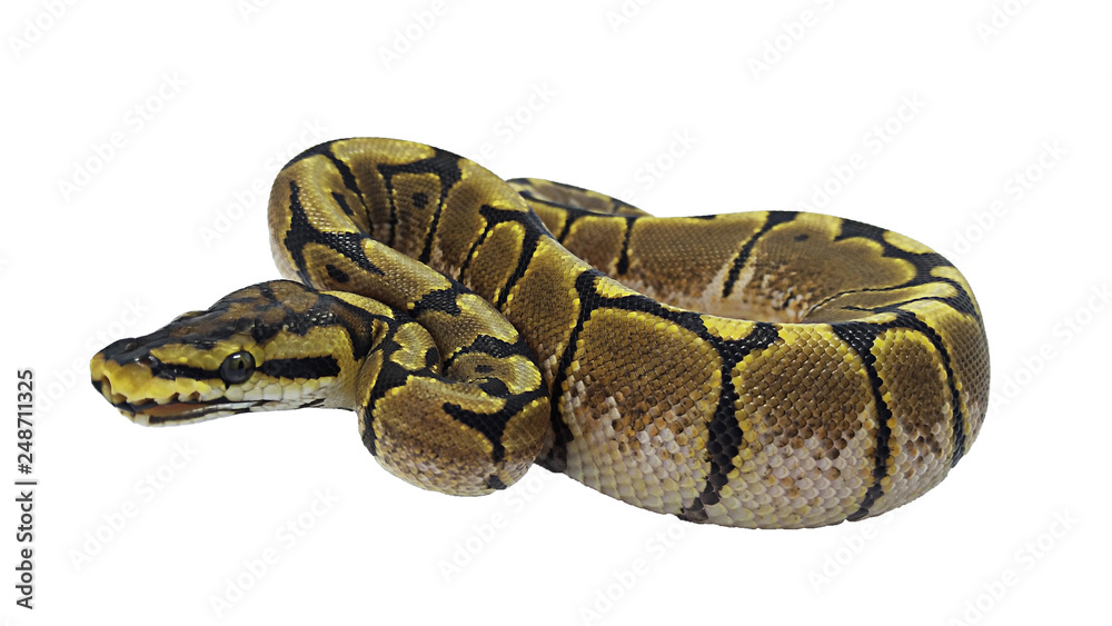 snake isolated on white background snake isolated on white background