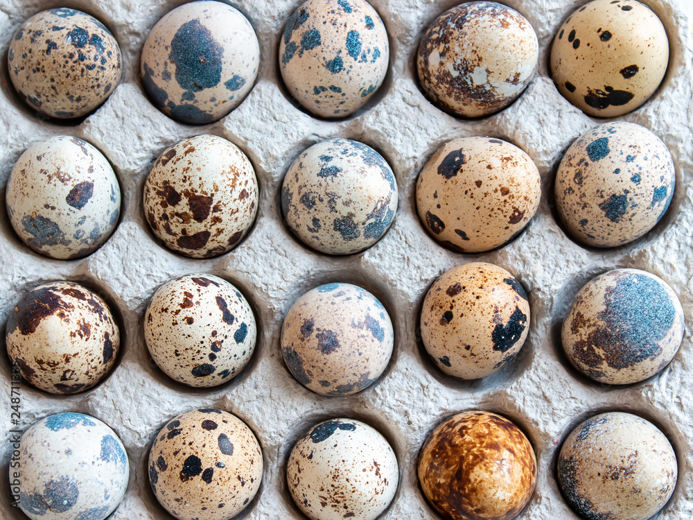 Quail eggs in cardboard packaging. Top view.
