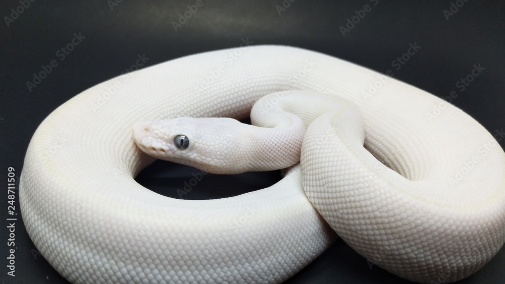 Fototapeta premium closeup of snake on green background