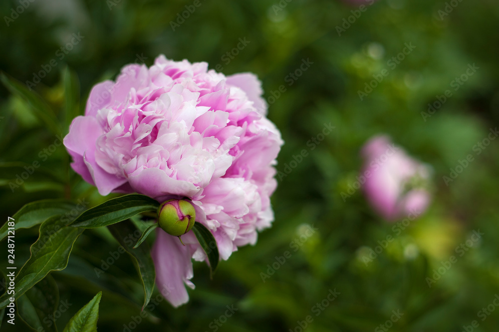 Pink peonies in the garden. Blooming pink peony. Closeup of beautiful pink Peonie flower. Pink peonies in the garden. Blooming pink peony. Closeup of beautiful pink Peonie flower.