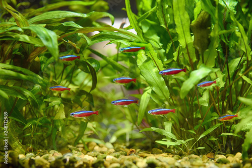 Valokuva Paracheirodon axelrodi, red neon, aquarium flock.