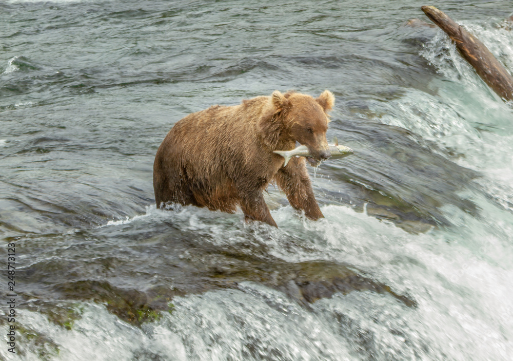Closeup photo of a an Alaskan grizzly bear with a salmon fish in its mouth standing on top of a waterfall at Brooks Falls, Alaska, USA. Closeup photo of a an Alaskan grizzly bear with a salmon fish in its mouth standing on top of a waterfall at Brooks Falls, Alaska, USA.