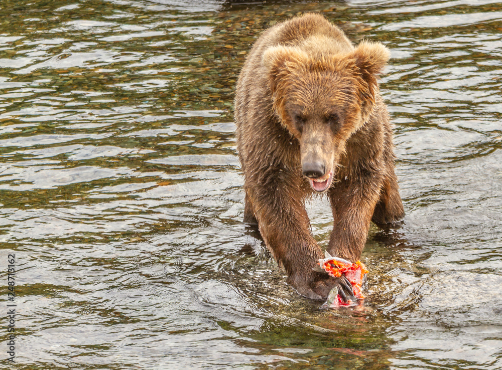 Alaskan Grizzly Brown bear eating a piece of salmon in a river in Katmai National Park, Alaska, USA. Salmon is a deep red color. The bear appears to be angry. Alaskan Grizzly Brown bear eating a piece of salmon in a river in Katmai National Park, Alaska, USA. Salmon is a deep red color. The bear appears to be angry.