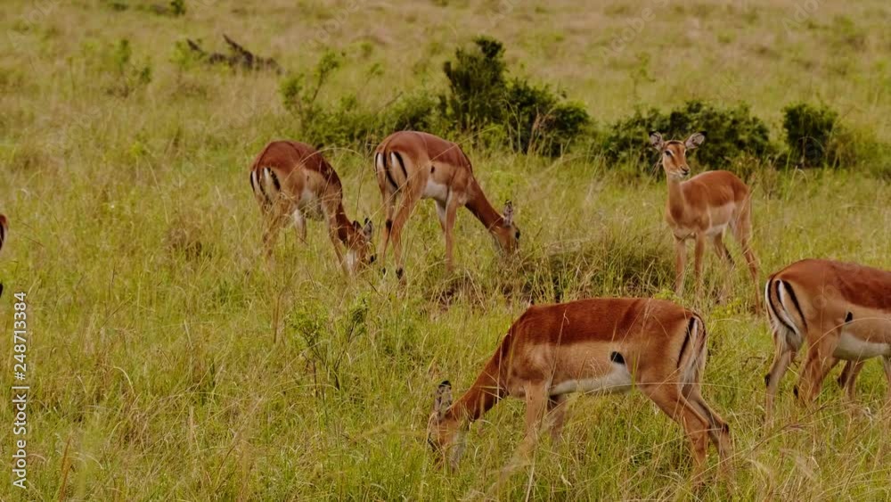 Generuks in Masai Mara park, Kenya Generuks in Masai Mara park, Kenya