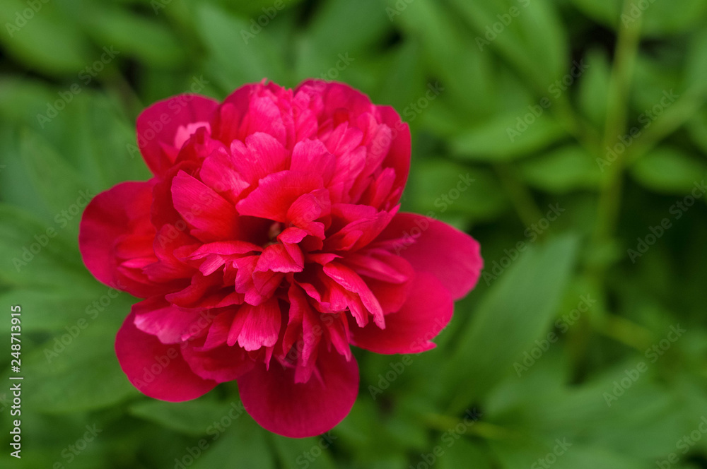 Red peonies in the garden. Blooming red peony. Closeup of beautiful red Peonie flower. Red peonies in the garden. Blooming red peony. Closeup of beautiful red Peonie flower.