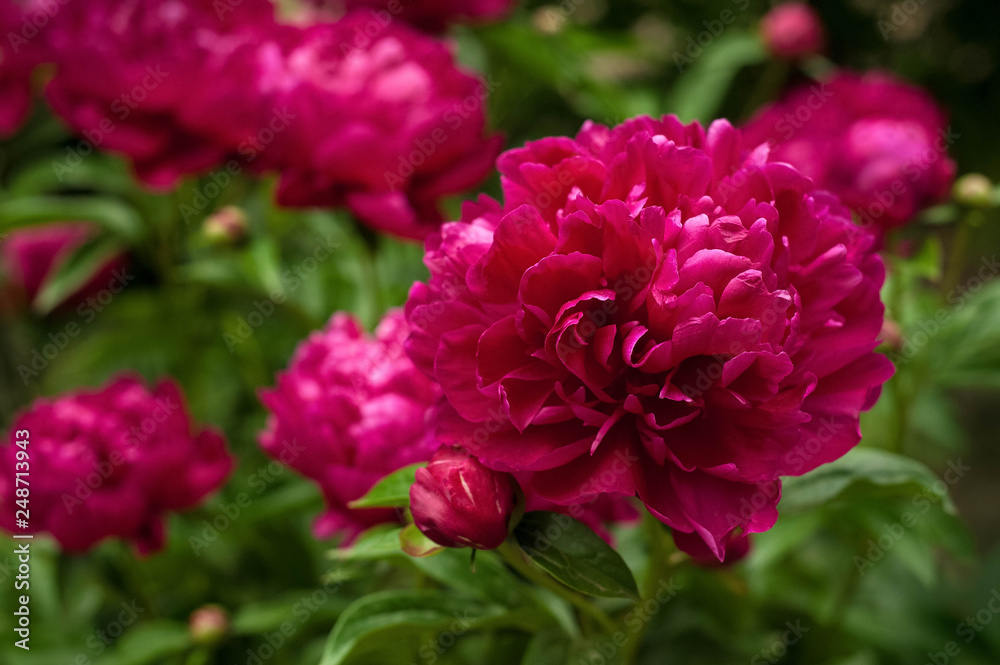 Red peonies in the garden. Blooming red peony. Closeup of beautiful red Peonie flower.