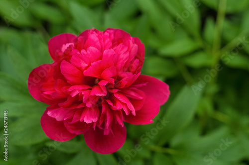 Red peonies in the garden. Blooming red peony. Closeup of beautiful red Peonie flower.