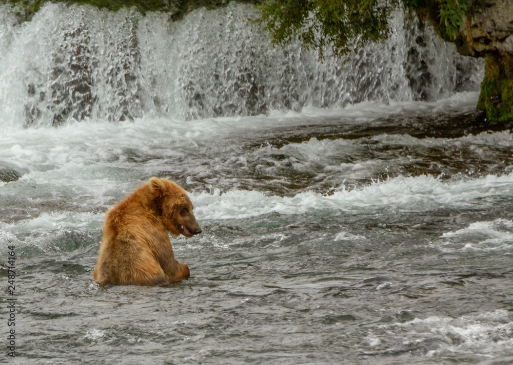 Single grizzly bear sitting in a river in Alaska fishing for salmon with a waterfall in the background. Single grizzly bear sitting in a river in Alaska fishing for salmon with a waterfall in the background.