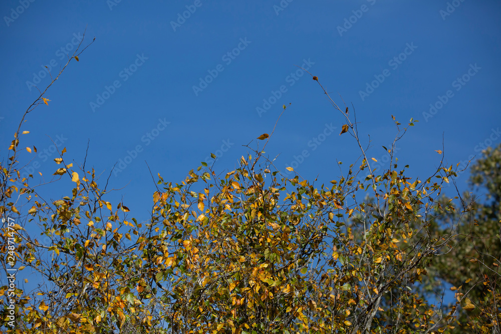 Obraz premium Bright yellow autumn leaves on tree branches against a clear blue sky in fall
