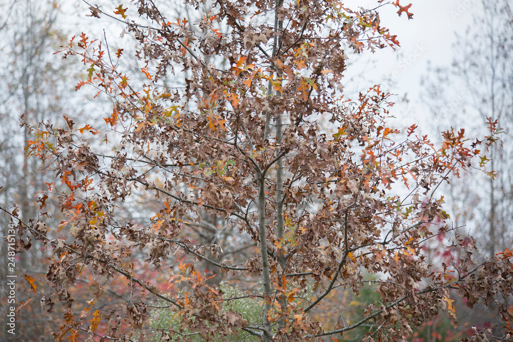 Late Autumn Late Autumn