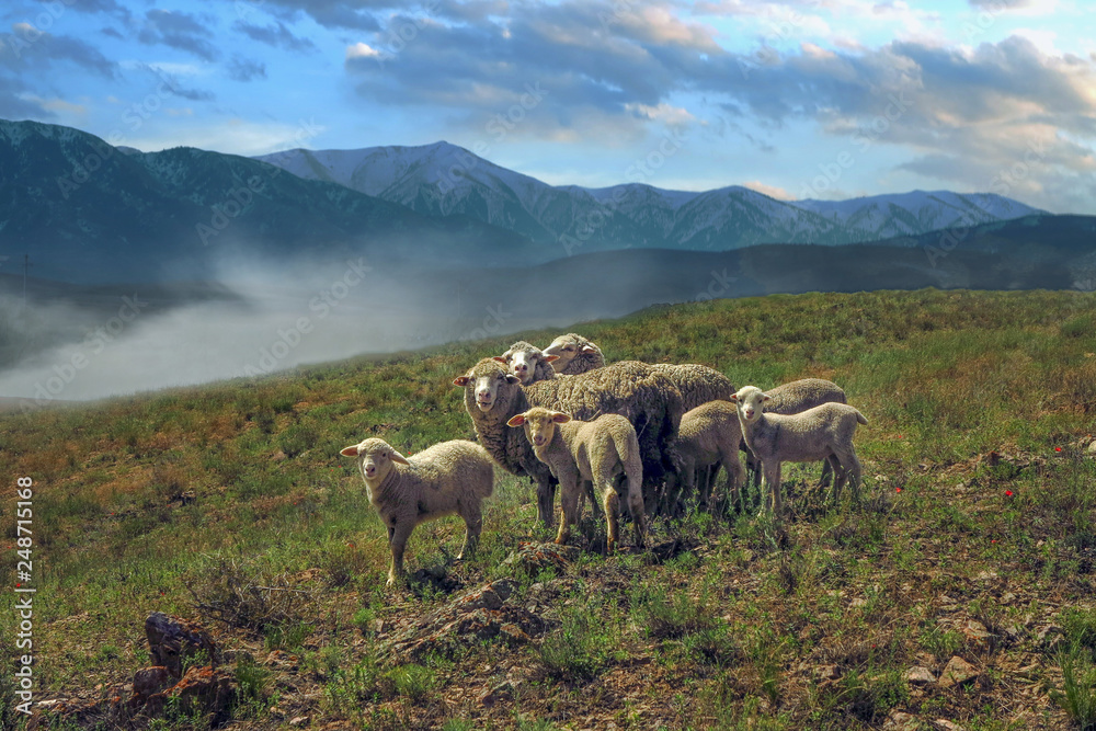 Fototapeta premium a flock of sheep and lambs graze in the pasture at the foot of the mountains at sunset 