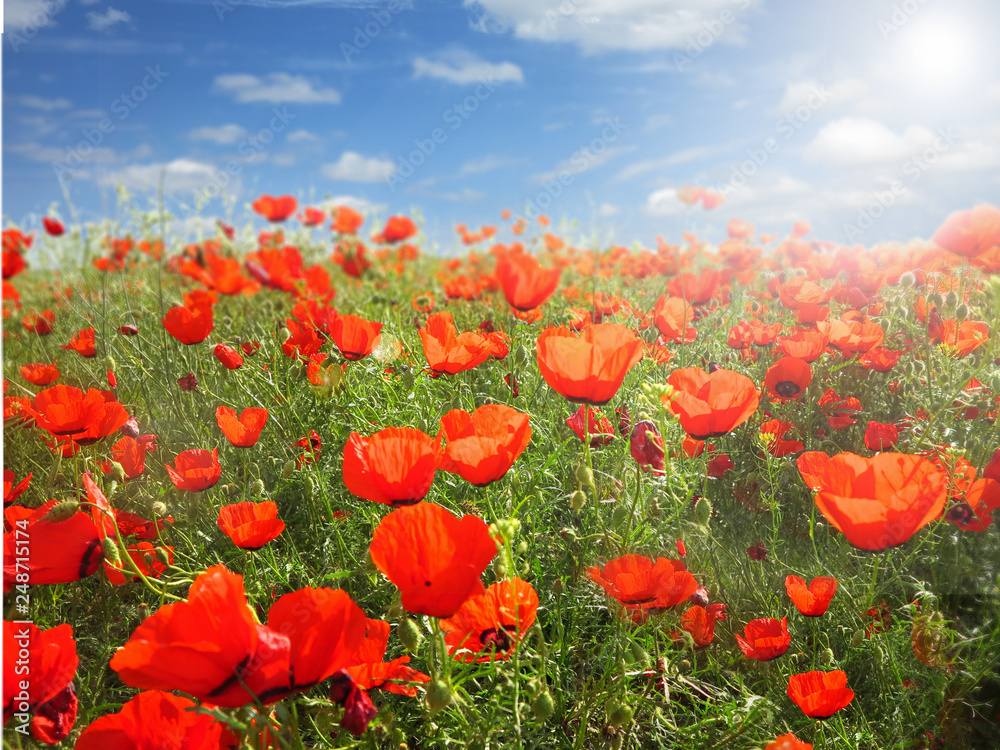 Obraz premium landscape, red poppy flowers field under a blue sky in bright spring day