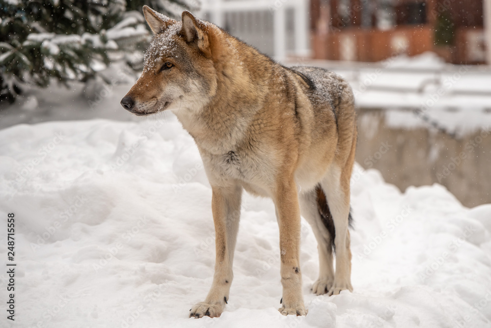 Wolf stands on snow Wolf stands on snow