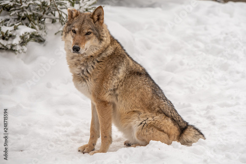Wolf sits on snow
