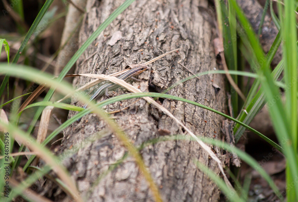 Skink on Log Skink on Log