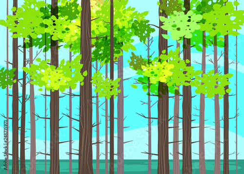 Beautiful Spring forest trees  green foliage  landscape  bushes  silhouettes of trunks  horizon. Vector cartoon style illustration template baner poster isolated