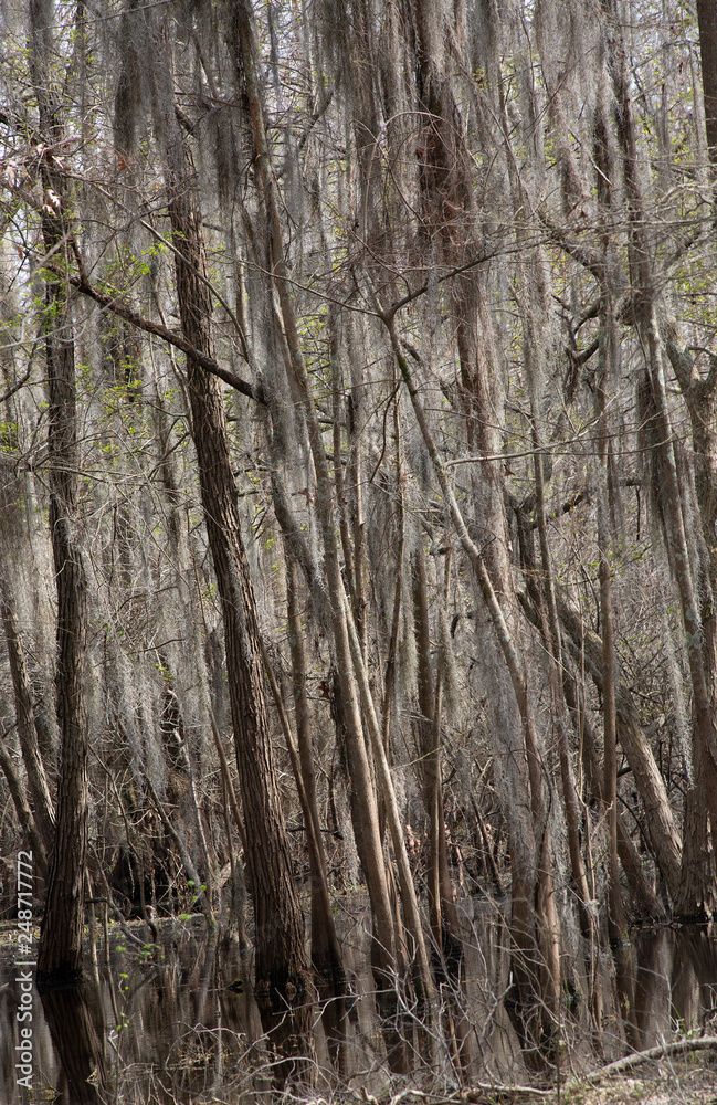 Obraz premium Wetlands