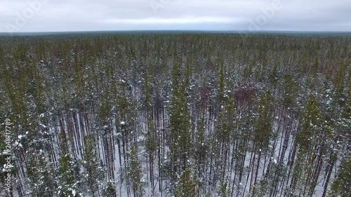 Flying over a young pine forest in winter