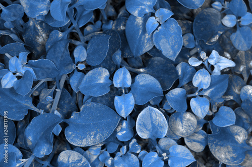background of plant leaves, toned image in blue color