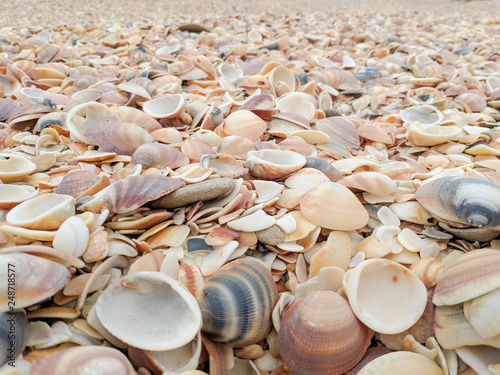 Conchas en la playa © Jos