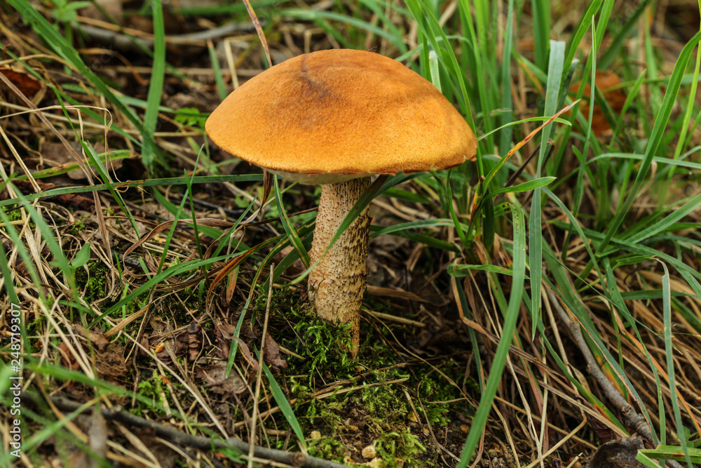 Birch bolete ( Leccinum scabrum ) with characteristic orange cap growing in forest grass. Birch bolete ( Leccinum scabrum ) with characteristic orange cap growing in forest grass.