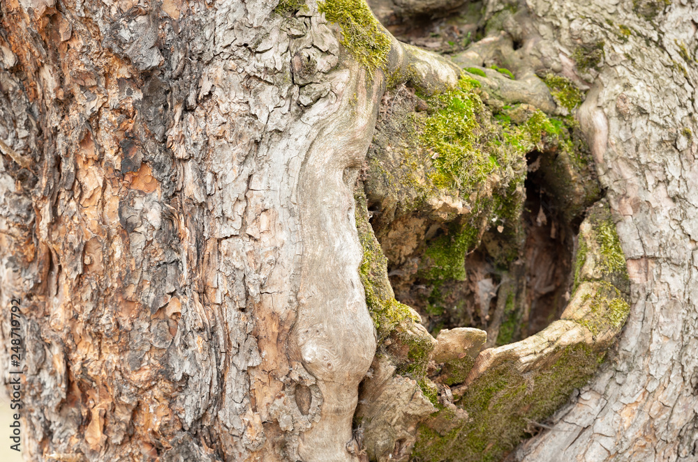 Old tree bark with hole from broken branch and green moss over the stump close up Old tree bark with hole from broken branch and green moss over the stump close up