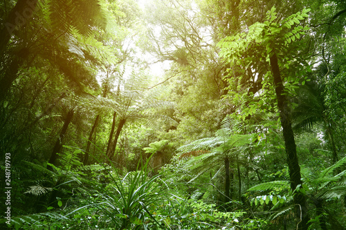 Fototapeta Naklejka Na Ścianę i Meble -  Canopy of jungle