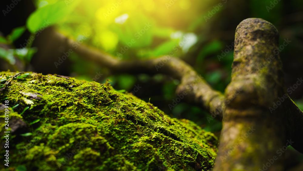 Closeup Moss and FerCloseup Green Moss and Fern in fertile or abundance natural environmentn in fertile or abundance natural environment Closeup Moss and FerCloseup Green Moss and Fern in fertile or abundance natural environmentn in fertile or abundance natural environment