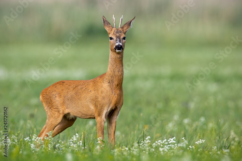 Young cautious roe deer, capreolus capreolus, buck on blossoming meadow in summer. Male mammal animal in nature. Wildlife scenery of deer with blurred background.