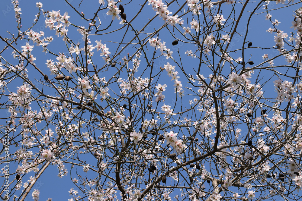 almond tree with flowers february almond tree with flowers february
