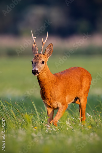 Roe deer, capreolus capreolus, buck walking on blooming meadow in summer at sunset. Wildlife scenery with vivid colors from nature. Roebuck in the wild.