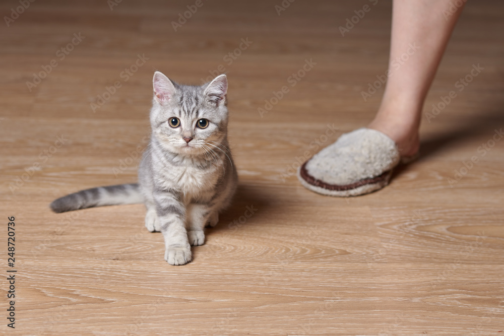 Portrait of  cute little gray scottish straight kitten on kitchen floor near its owner’s foot.