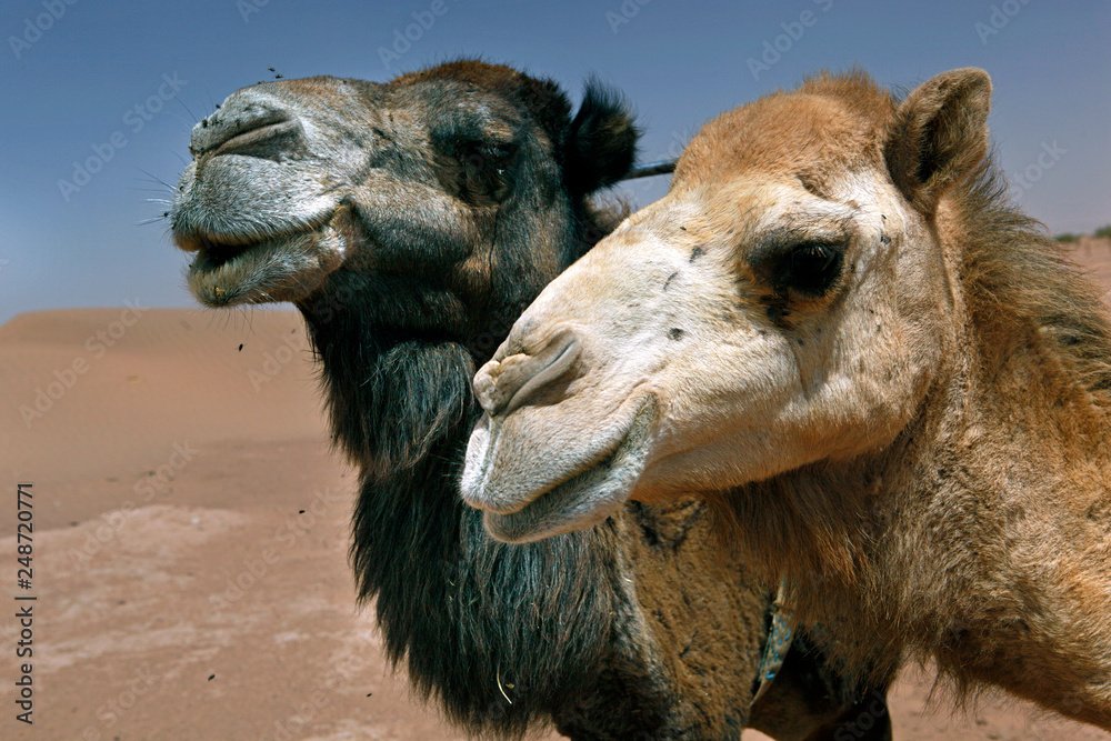 Marokko, M`Hamid, Dromedare an der Judenduene (Erg al-Yahudi), Sahara Stock  Photo | Adobe Stock