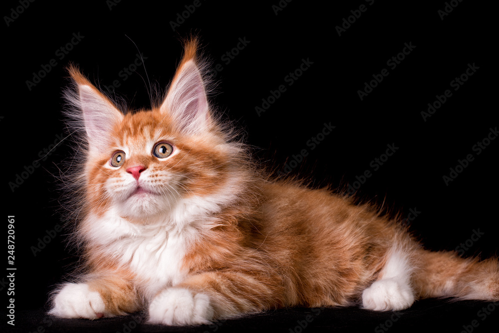 Nice red and white maine coon kitten on black background.