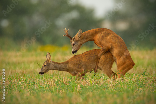 Obraz na płótnie Roe deer, capreolus capreolus, couple copulating in mating season in summer. Wild animals reproducing. Mammals having sex. Mating behavior during rutting season in wilderness. w salonie