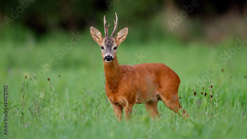 Roe deer, capreolus capreolus, buck on green meadow in summer. Male wild animal in nature. Wildlife scenery with space for copy.