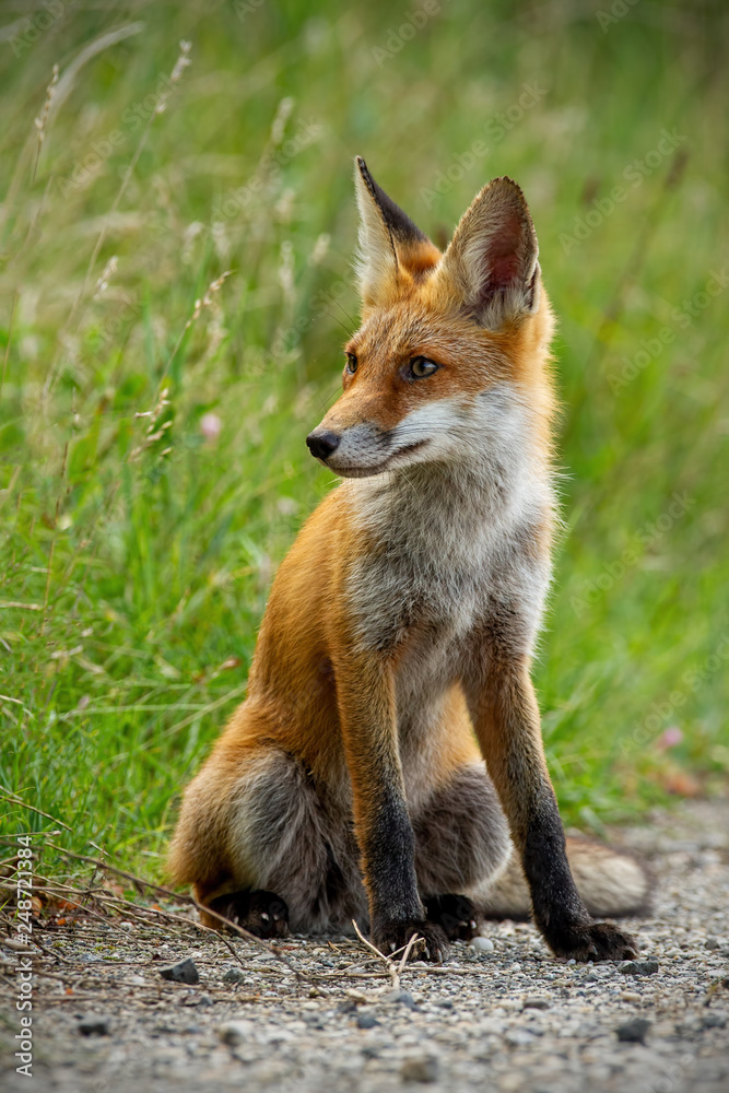 Detail of young red fox, vulpes vulpes, sitting on gravel roadside in summer looking away. Wild animal on road. Detail of young red fox, vulpes vulpes, sitting on gravel roadside in summer looking away. Wild animal on road.