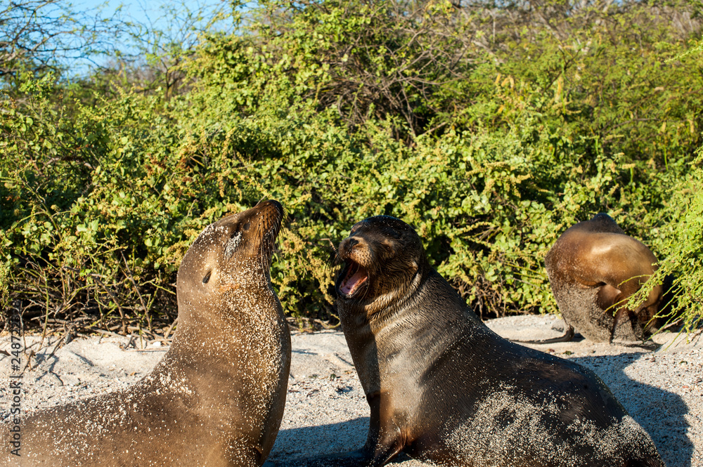 Fototapeta premium Galapagos
