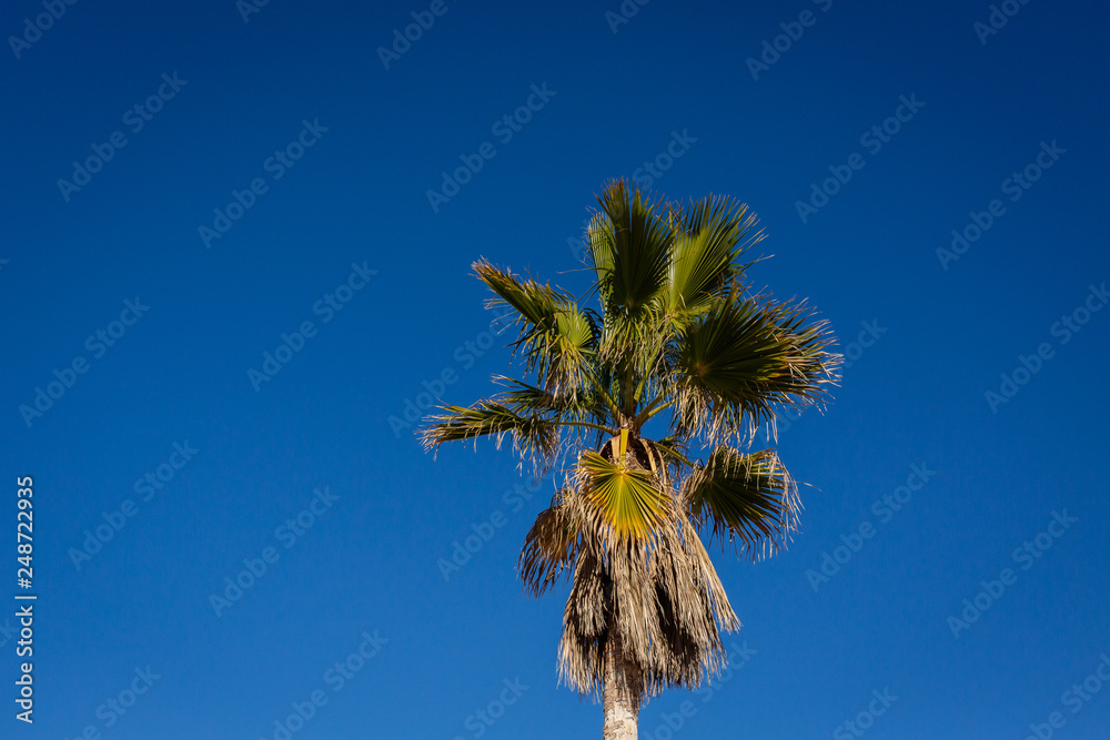 Fototapeta premium Palm tree isolated on clear blue sky