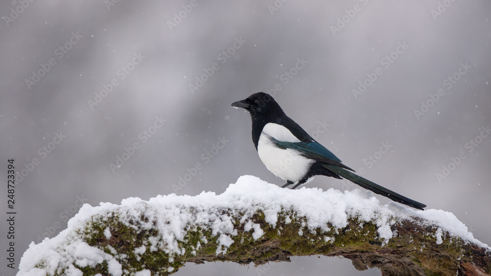 Eurasian Magpie, Pica Pica, on moss covered branch in winter in snowfall. Black and white bird in winter. Eurasian Magpie, Pica Pica, on moss covered branch in winter in snowfall. Black and white bird in winter.