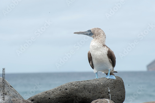 Galapagos photo