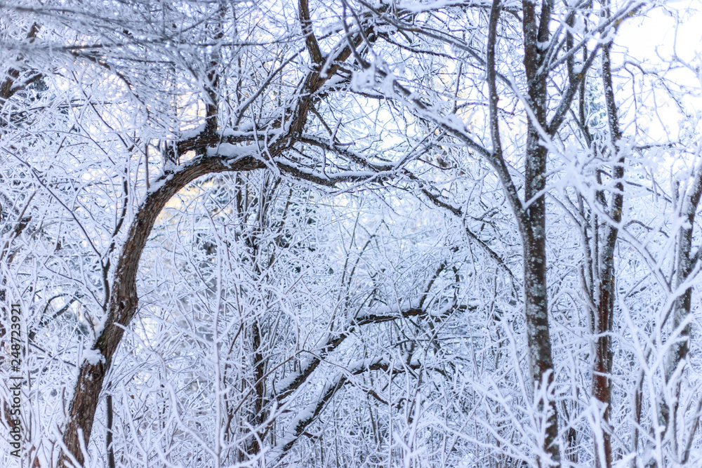 Beautiful winter landscape in the snowy park. Beautiful winter landscape in the snowy park.