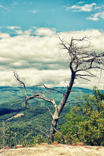 big Dead tree branch against blue sky with clouds.
