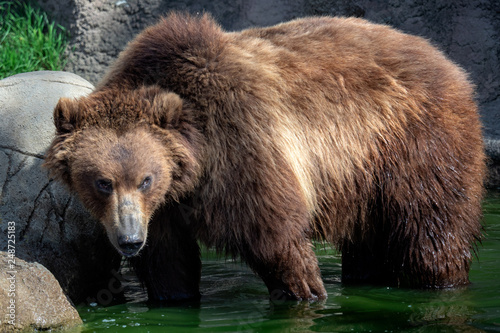 Kamchatka bear in water. (Ursus arctos beringianus).