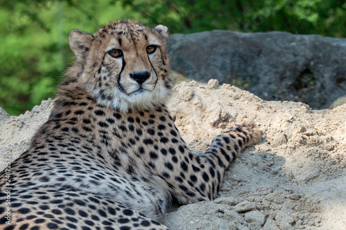 Cheetah portrait (Acinonyx jubatus) lying down in the sand