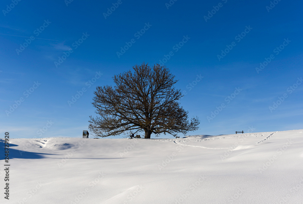 Tree in winter landscapes